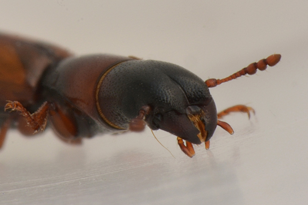 Trogositidae:   Nemozoma caucasicum
